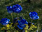 عکس شاخه گل طبیعی رز آبی