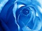 عکس بسیار زیبا گل رز آبی