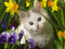 بچه گربه سفید میان گلها