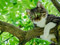 عکس گربه روی شاخه درخت