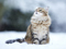 عکس گربه در برف زمستانی
