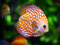 عکس ماهی آکواریومی زینتی زیبا