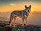عکس سگ وحشی بالای کوه
