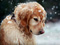 عکس سگ زیر برف زمستانی