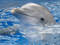عکس دلفین بیرون از آب