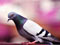 عکس کبوتر آبی زیبا