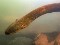 عکس مار ماهی الکتریکی