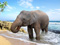 فیل آسیایی در ساحل