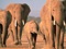 خانواده فیل های آفریقایی