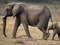 عکس فیل و بچه فیل افریقایی