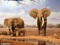 فیل ها