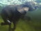فیل آسیایی در حال شنا