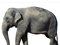 عکس فیل بزرگ آسیایی