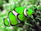 عکس دلقک ماهی سبز خوشگل