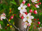 شکوفه بهاری درخت سیب