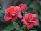 عکس گل رز قرمز طبیعی زیبا
