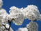 شکوفه گل سفید بهاری