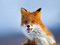 عکسهای جالب از روباه