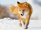 عکس روباه در زمستان