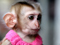 بچه میمون دختر با لباس صورتی