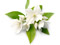 عکس پروفایل گل یاسمن سفید