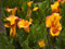 گل شیپوری اتیوپیایی زرد