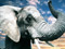 عکس خرطوم و گوش فیل بزرگ