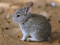 خرگوش کوچولو خاکستری