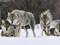 گرگ های خاکستری