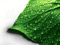 عکس برگ سبز با قطرات آب