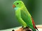عکس طوطی سبز کوچک