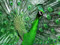 عکس طاووس زیبا با پرهای سبز