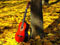 عکس گیتار قرمز در پاییز