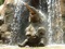 عکس حمام گرفتن بچه فیل