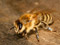 عکس منتخب زنبور عسل بزرگ