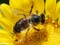 زنبور عسل روی گل زرد