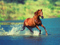 پوستر منظره زیبا از دویدن اسب در آب