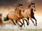 عکس زیبا از دویدن اسب ها