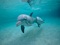 عکس دلفین و بچه دلفین