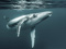 عکس بزرگترین نهنگ دنیا