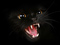 عکس گربه سیاه خشمگین