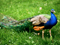 طاووس پرنده ملی هندوستان