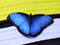 عکس پروانه آبی زیبا