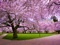 شکوفه درخت گیلاس ژاپنی