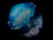 عروس دریایی آبی بسیار زیبا
