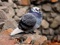 عکس کبوتر آبی ایرانی