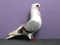 عکس کبوتر تزئینی خوشگل