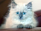عکس گربه ایرانی با چشمان آبی