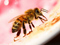 عکس حشره زنبور عسل