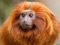 عکس زیبا میمون پر مو طلایی